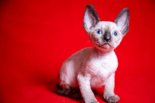 Cornish Rex Kotek Czerwonym Tle — Zdjęcie stockowe