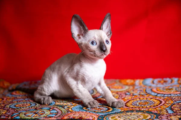 Cornish Rex Kotek Czerwonym Tle — Zdjęcie stockowe