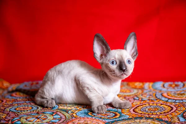 Cornish Rex Kotek Czerwonym Tle — Zdjęcie stockowe