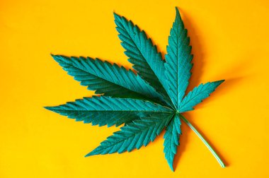 Yüzeyde taze yeşil kenevir yaprağı