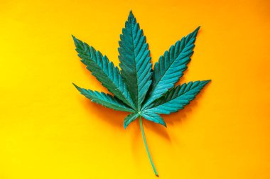 Yüzeyde taze yeşil kenevir yaprağı