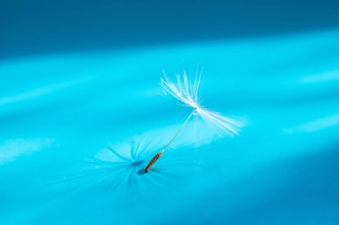 Karahindiba çiçeğinin tohumları, 