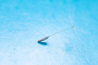 Karahindiba çiçeğinin tohumları, 