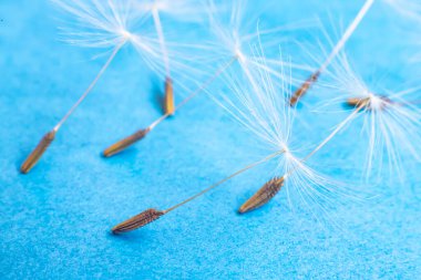 Karahindiba çiçeği tohumlarla kaplı..