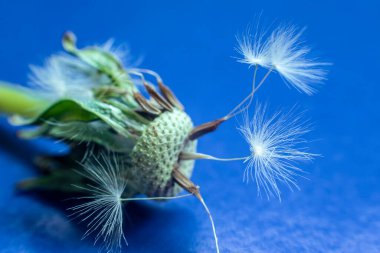 Çekirdeksiz karahindiba çiçeği solmuş. . 