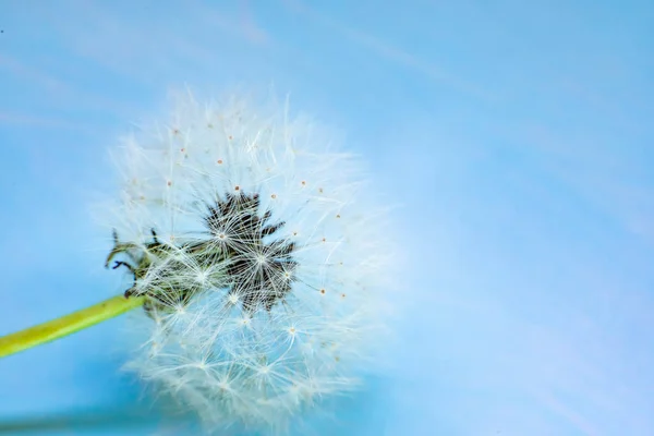 The dandelion flower is all covered with seeds.