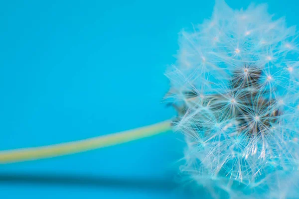 The dandelion flower is all covered with seeds.