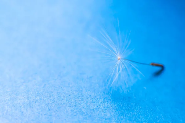 Las Semillas Una Flor Diente León Paraguas — Foto de Stock