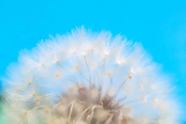 Paardebloem Helemaal Bedekt Met Zaden — Stockfoto