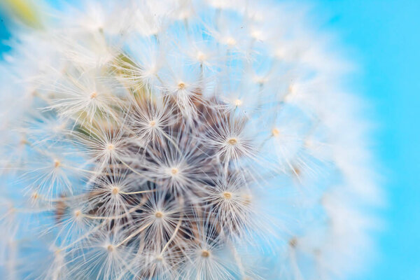 The dandelion flower is all covered with seeds.