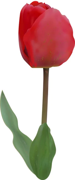 Tulpe rote Blumen Flora Frühling Grafik Sommer — Stockvektor
