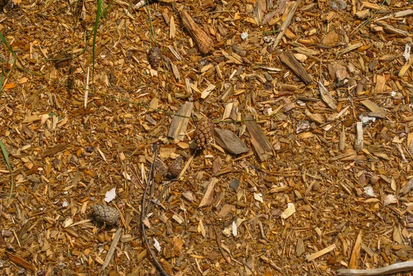 Pacciamatura. trucioli di legno naturale di piccola frazione. Foto — Foto Stock