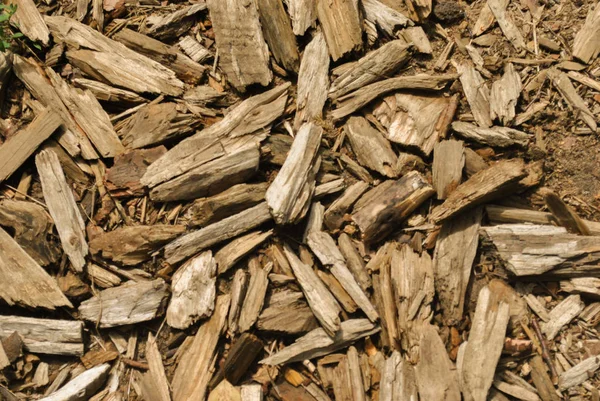 Pacciamatura. Trucioli di legno naturale di grande frazione . — Foto Stock
