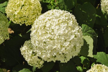 Muhteşem Blooming beyaz ortanca çiçekler