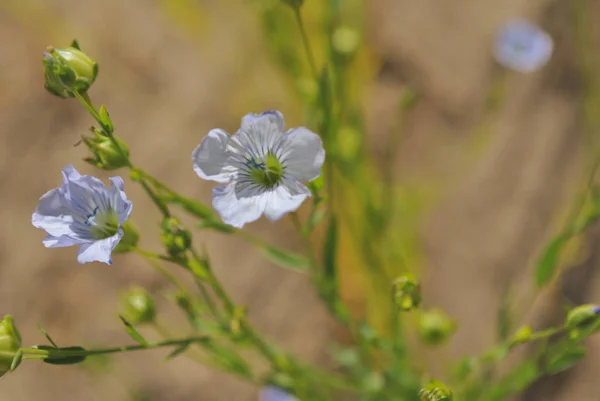 Fotografia makro. Małe kwiaty blado niebieski niezapominajki. Poziome makrofotografii — Zdjęcie stockowe