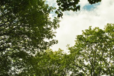 ağaçların taçlarının lümeninde gökyüzü ve beyaz bulutlar