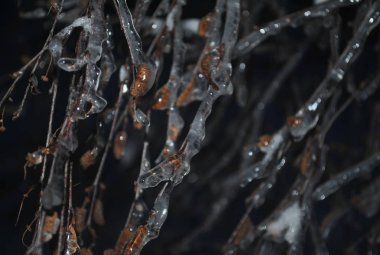 Buzlu dalları ve Alder koni