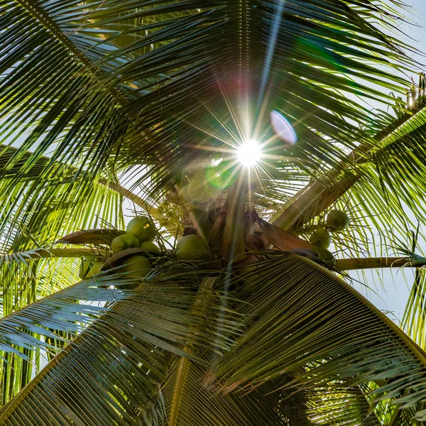 Hindistan cevizleri palmiye ağacında yetişir.