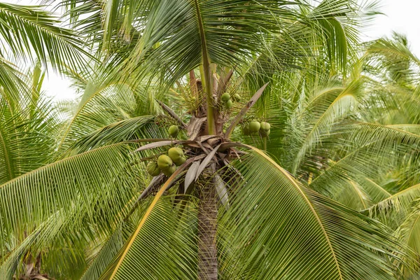 Одне Тропічне Кокосове Дерево Яскраво Блакитним Сонячним Небом Задньому Плані — стокове фото