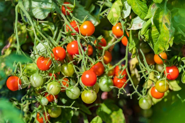 Kırmızı ve yeşil domatesler bir çalılıkta yetişir.
