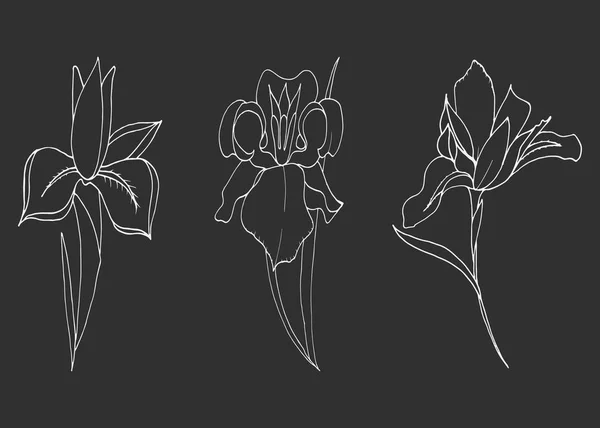 Silhouetten van iris bloemen — Stockvector