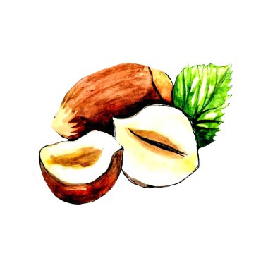 Beyaz arkaplanda elle çizilmiş suluboya ceviz.