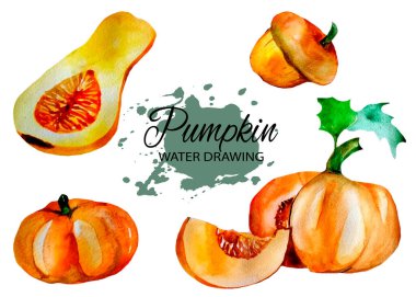 Balkabağını beyaz arka plana ayarla. Suluboya. Elle çizim. Görüntü