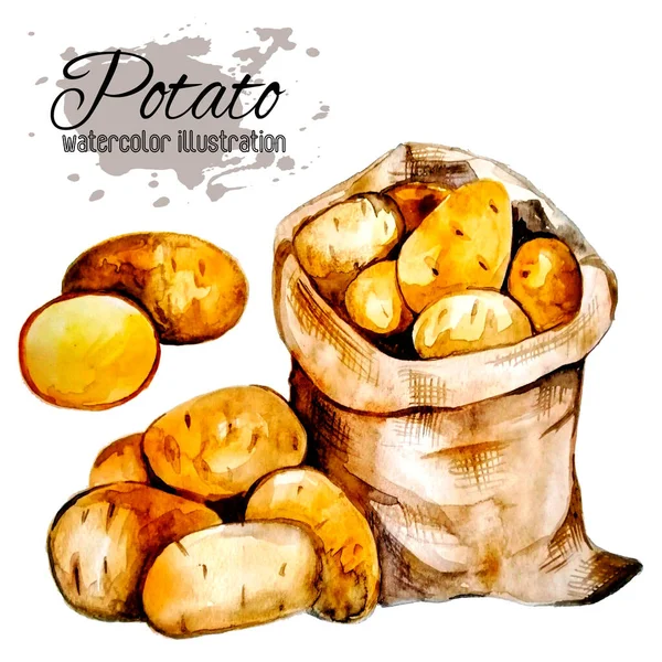 Beyaz Arka Planda Boya Lekeleri Olan Patateslerin Çizimi Suluboya Tam — Stok fotoğraf