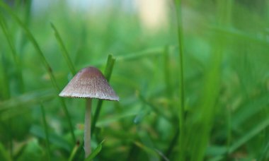 Sonbaharda parkta çimlerin üzerinde yalnız bir mantar.