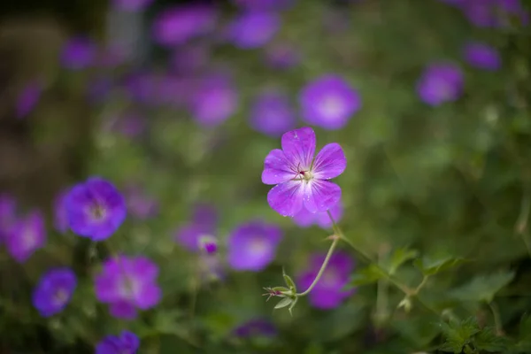 Foto Der Natur Vegetation Der Sommersaison Grünes Bild Des Waldes — Stockfoto