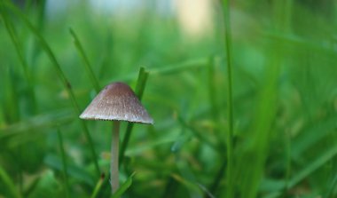 Doğanın fotoğrafı, yaz mevsiminde bitki örtüsü, ormanın yeşil görüntüsü, ağaçlar, yapraklar, bitkiler, çiçekler.