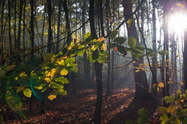 Orman manzarası ve çevreleyen doğanın güzelliği, yaz ve sonbaharda orman yolları, banklar ve çeşitli ağaçlarla gösterilen orman..