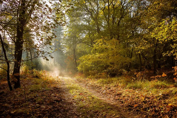 Ścieżka Jasnej Mgle Jesiennym Lesie Oświetlonym Przez Słońce — Zdjęcie stockowe