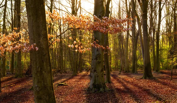 Słońce Przebija Się Jesiennego Lasu Drzewa Rzucają Cień — Zdjęcie stockowe