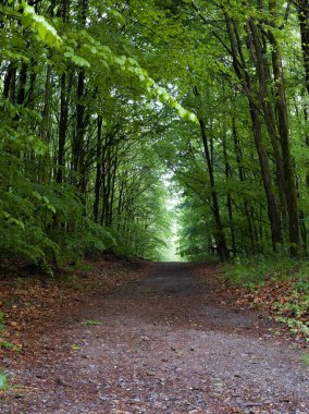 Farklı çekimlerde gösterilen doğa, ağaçlar, bitkiler, farklı mevsimler ve renklerde çiçekler.