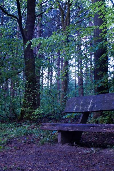 Banc Bois Dans Une Forêt Sombre Humide — Photo