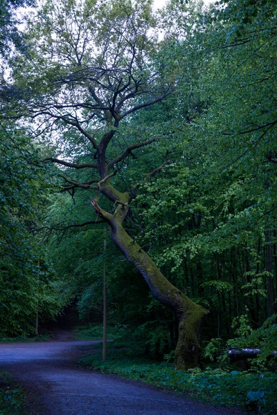 Paysage Forestier Beauté Nature Environnante Forêt Montrée Été Automne Avec — Photo