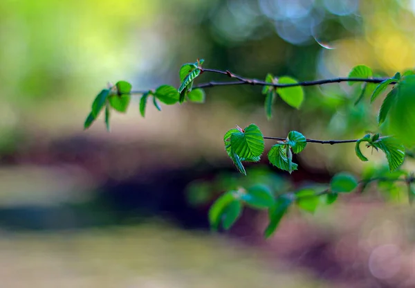 Nature Montrée Dans Différents Plans Arbres Plantes Fleurs Différentes Saisons — Photo