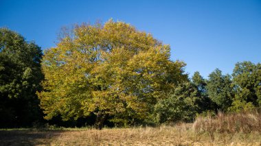 Yılın sonbahar zamanı ormanda ve doğal ortamda