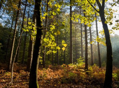 Yılın sonbahar zamanı ormanda ve doğal ortamda