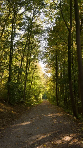 Période Automnale Année Forêt Dans Paysage Naturel — Photo