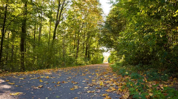 Période Automnale Année Forêt Dans Paysage Naturel — Photo