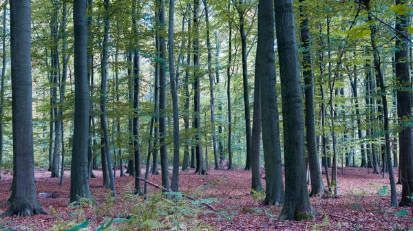 Jesienna Pora Roku Lesie Krajobrazie Naturalnym — Zdjęcie stockowe