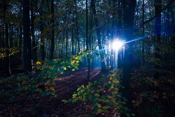 Periodo Autunnale Nella Foresta Nel Paesaggio Naturale — Foto Stock