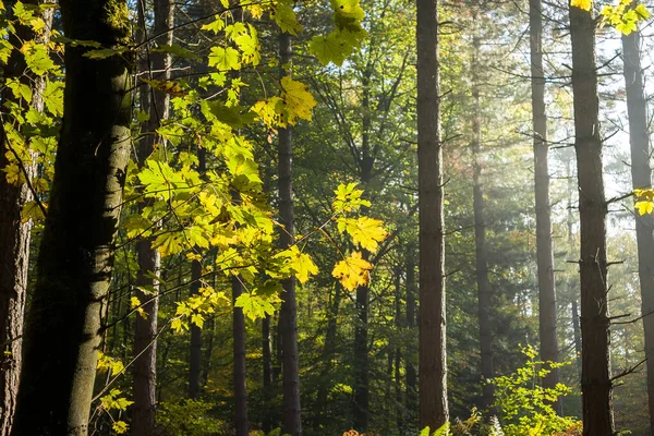 Jesienna Pora Roku Lesie Krajobrazie Naturalnym — Zdjęcie stockowe