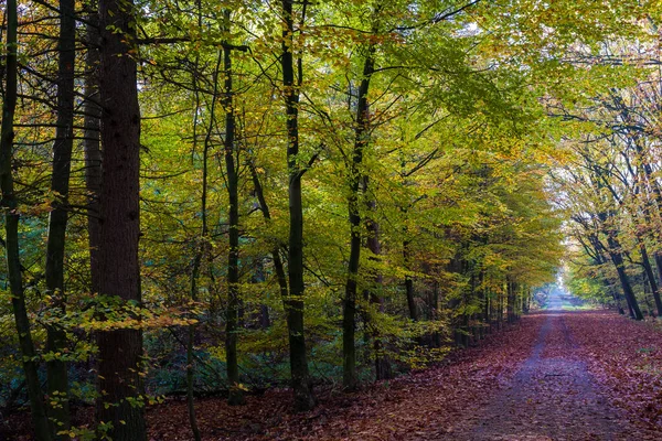 Période Automnale Année Forêt Dans Paysage Naturel — Photo