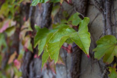 Doğanın sonbahar manzaraları, orman, doğa, mantar, bitkiler, ekim ayında yapraklar. Yaklaşık olarak aynı mesafeden çekiliyor. Almanya 'nın Rcklinghausen ve Oer-Erkenschwick bölgeleri.