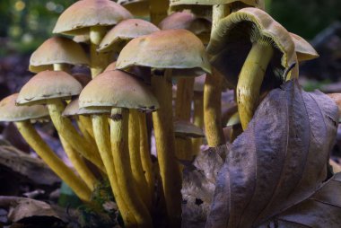 Doğanın sonbahar manzaraları, orman, doğa, mantar, bitkiler, ekim ayında yapraklar. Yaklaşık olarak aynı mesafeden çekiliyor. Almanya 'nın Rcklinghausen ve Oer-Erkenschwick bölgeleri.