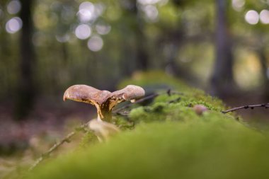 Doğanın sonbahar manzaraları, orman, doğa, mantar, bitkiler, ekim ayında yapraklar. Yaklaşık olarak aynı mesafeden çekiliyor. Almanya 'nın Rcklinghausen ve Oer-Erkenschwick bölgeleri.