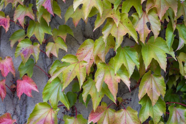 Herbstlandschaften Aus Natur Wald Natur Pilzen Pflanzen Blättern Oktober Aufgenommen — Stockfoto